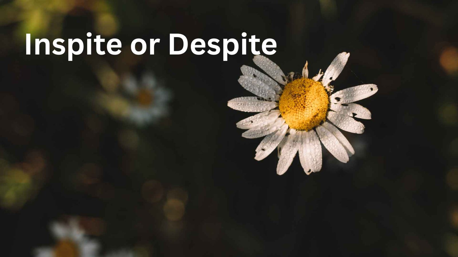 inspite or despite