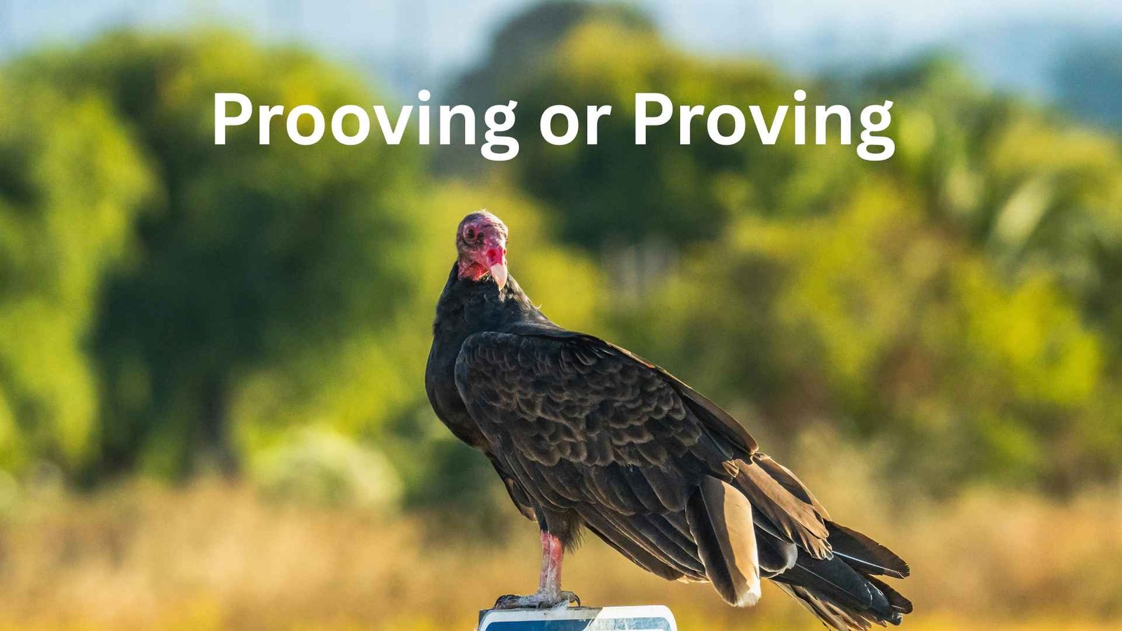 prooving or proving